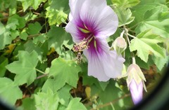 Austroscaeva occidentalis