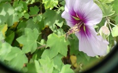 Austroscaeva occidentalis