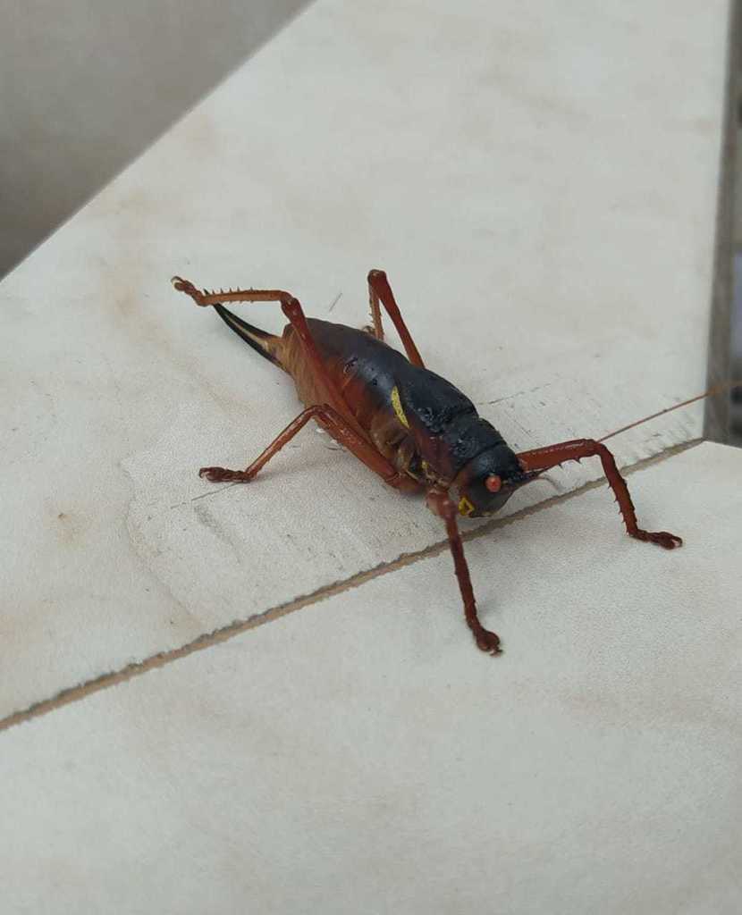 Camposiella