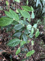 Lasianthus hispidulus