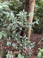 Lasianthus curtisii