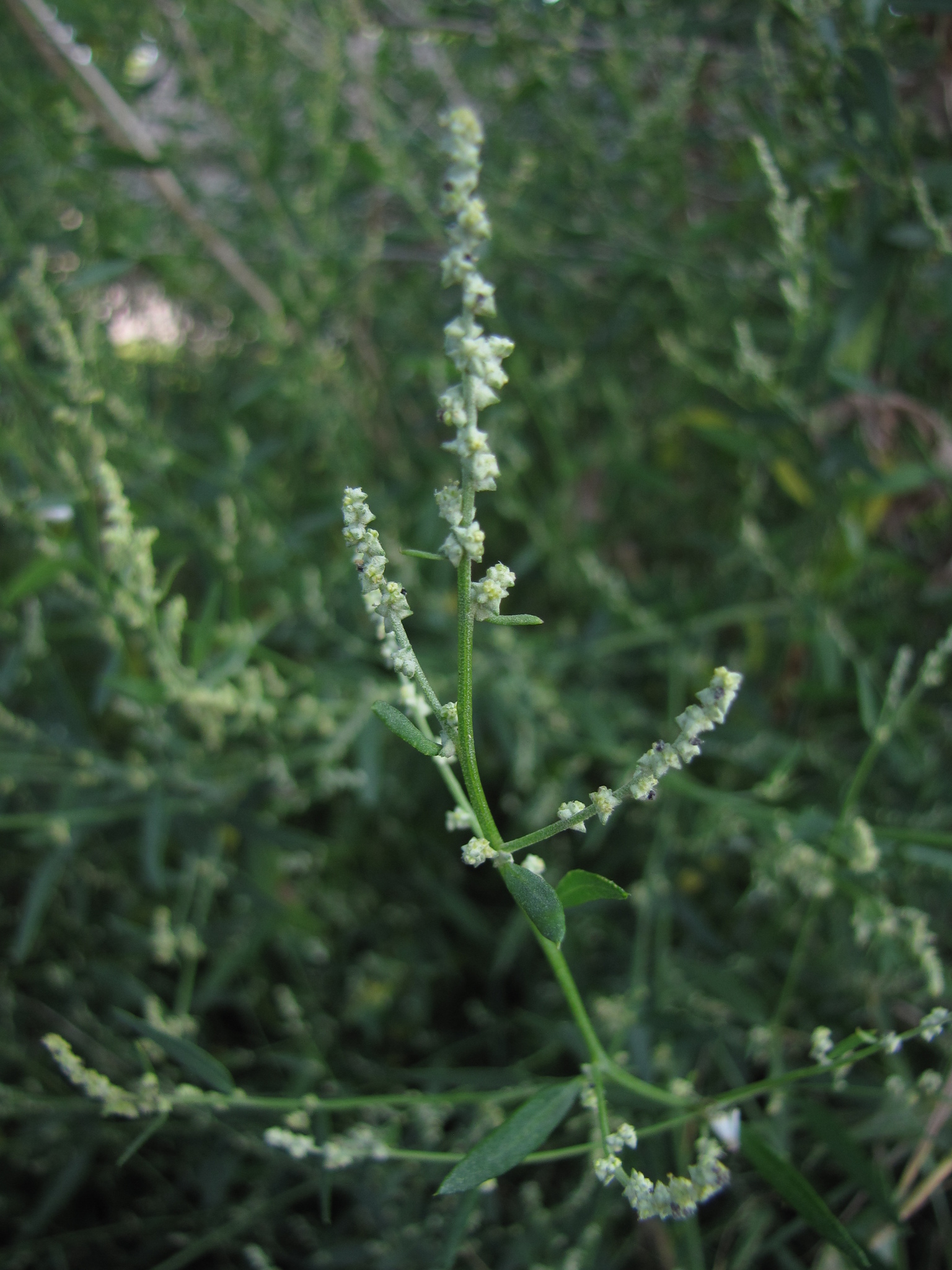 Chenopodium standleyanum
