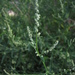 Chenopodium standleyanum - Photo (c) Christopher R. Chaney, alguns direitos reservados (CC BY-NC-ND), uploaded by Christopher R. Chaney