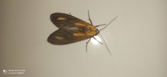 Aclytia