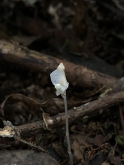 Burmannia cryptopetala