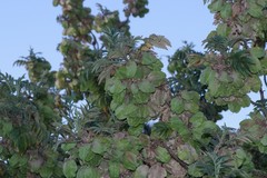 Melianthus comosus