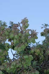 Melianthus comosus