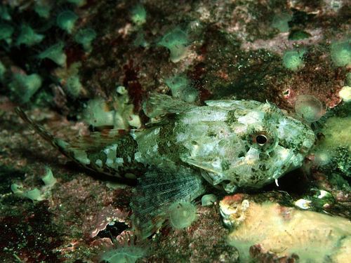 Representative image of Taurulus