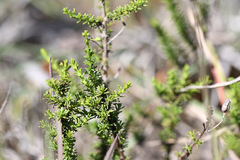 Jamesbrittenia atropurpurea