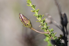 Jamesbrittenia atropurpurea
