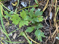 Stylophorum diphyllum