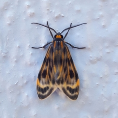 Eucereon phaeoprocta