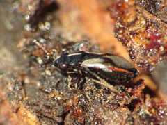 Geocoris lineolus