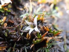 Lobelia oligophylla