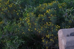 Euryops floribundus