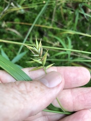 Carex folliculata