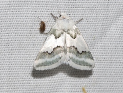 Schinia hulstia