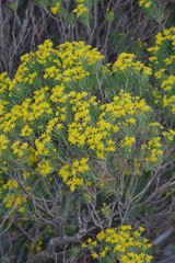 Euryops floribundus