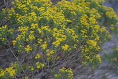 Euryops floribundus