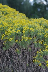 Euryops floribundus