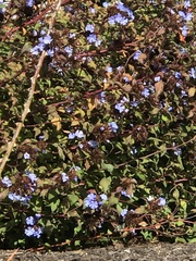 Ceratostigma