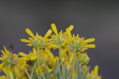 Euryops floribundus
