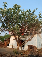 Calotropis