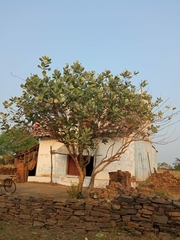 Calotropis