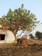 Calotropis