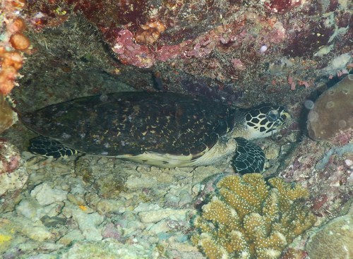 Hawksbill Sea Turtle