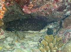 Hawksbill Sea Turtle