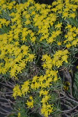 Euryops floribundus