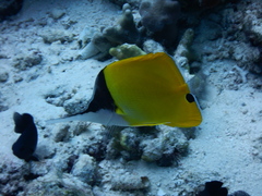 Forcipiger longirostris