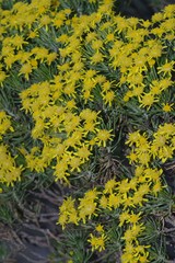 Euryops floribundus