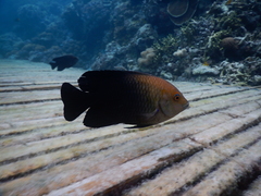 Hemiglyphidodon plagiometopon