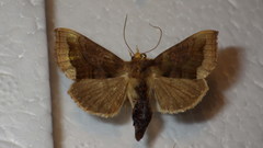 Diachrysia chrysitis