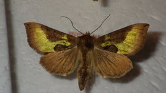 Diachrysia chrysitis