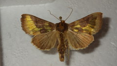 Diachrysia chrysitis