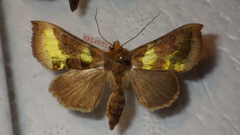 Diachrysia chrysitis