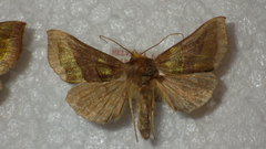 Diachrysia chrysitis
