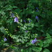 Smooth Rock Skullcap - Photo (c) Milo Pyne, some rights reserved (CC BY-NC)