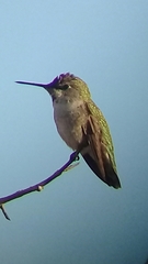 Calypte anna