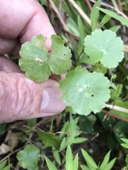 Hydrocotyle americana