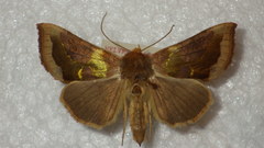 Diachrysia chrysitis