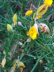 Ulex europaeus