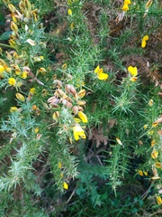 Ulex europaeus