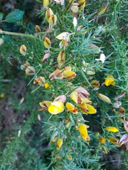 Ulex europaeus