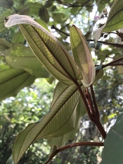 Miconia bubalina