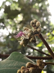 Miconia bubalina
