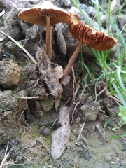 Fungi